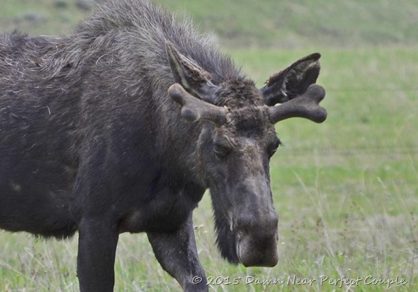 Young Bull Moose