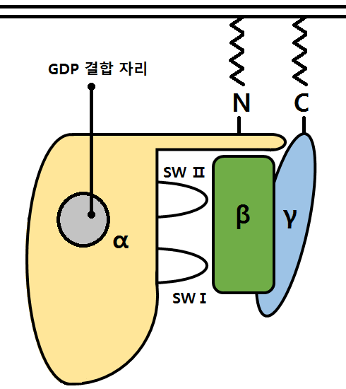 파일:G_protein.png