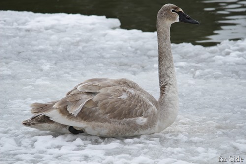 Young Swan