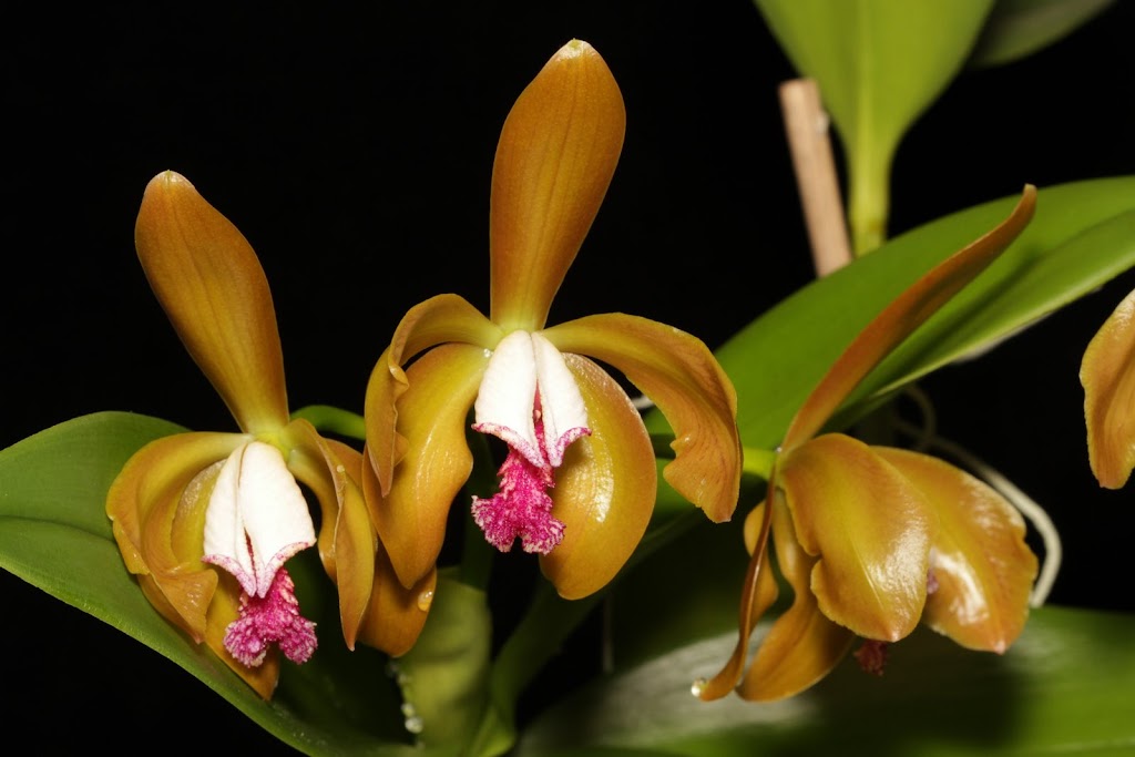 Cattleya porphyroglossa IMG_1577