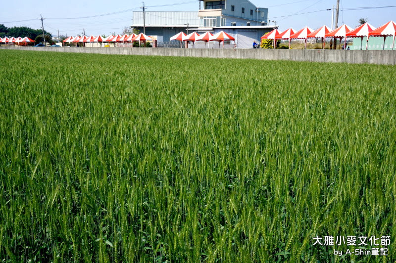 2014大雅小麥文化節|阿新先來一個搶先報導大雅小麥文化節，今年活動有提前辦唷！