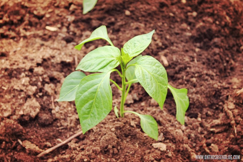 Vibrant and diverse array of homegrown vegetables and plants, capturing the essence of a thriving backyard garden. | on the creek blog // www.onthecreekblog.com