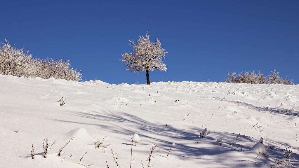 Nový cieľ mojej trasy - solitérny strom na hrebeni
