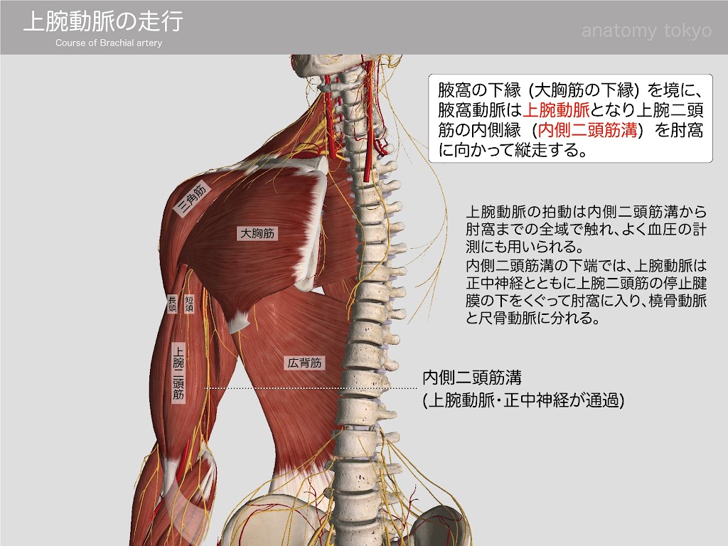 上腕動脈の走行 徹底的解剖学