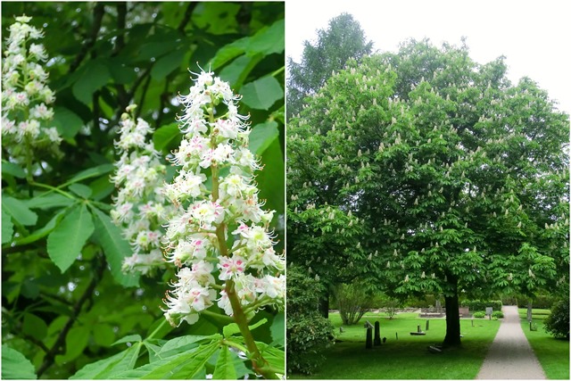 2016-05-23 St Birgitta, lilacs, azalea, chestnut4