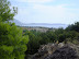 Pine forest down to the coast