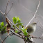 Japanese bush warbler