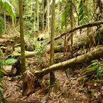 Ferns and forest near Muirs Lookout (320192)