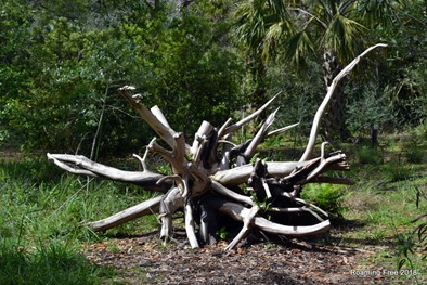 Driftwood Sculpture