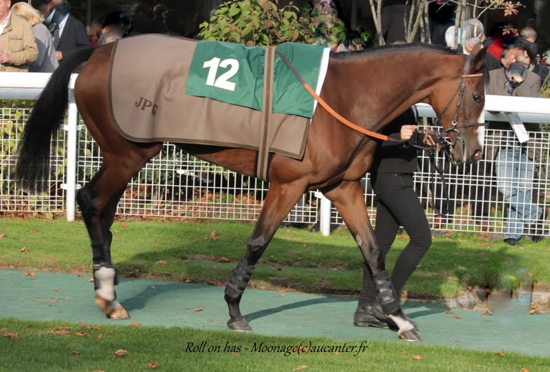 Photos Auteuil 11-10-2015 IMG_5423