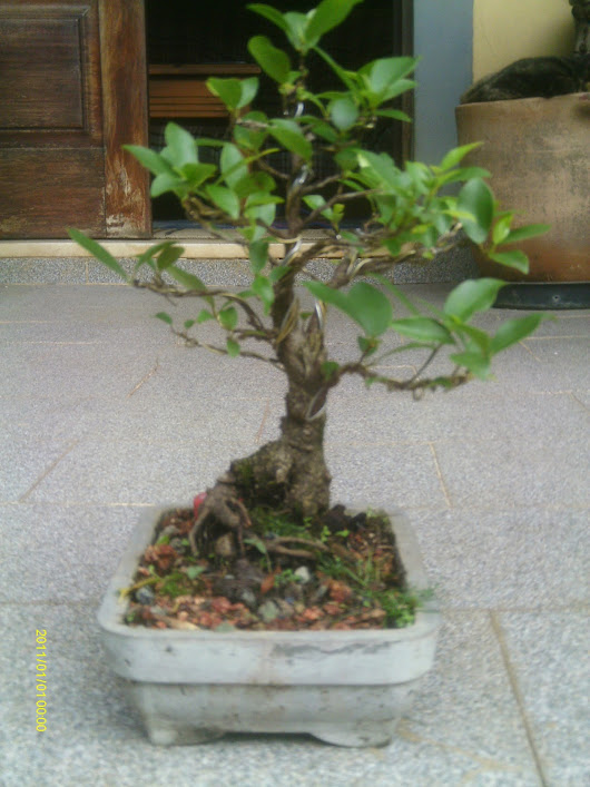 Ficus Retusa 23 cmts. ... IMAG0007