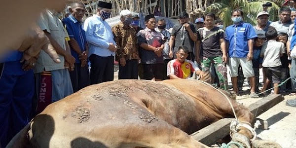 Ketika Seekor Sapi Milik Ketua DPRD Palembang Bikin Panitia Kurban Kewalahan