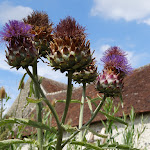 Commanderie de Coulommiers : jardin médiéval