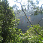 The Rainforest Lookout (16402)