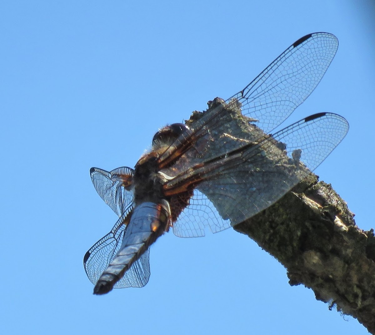 Broad-bodied Chaser