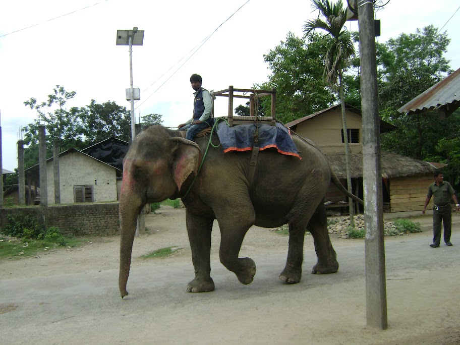 Катманду, Читван. Носороги, крокодилы и... землетрясение