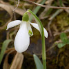 Snowdrops