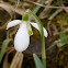 Snowdrops