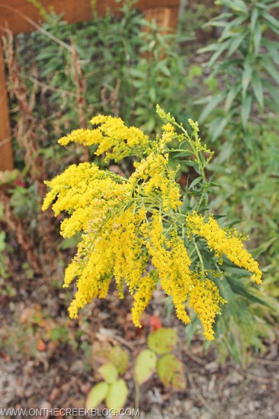 Goldenrod flowers