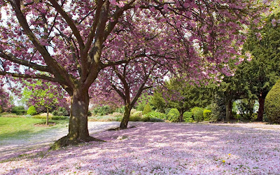 Tabebuia Rosea 