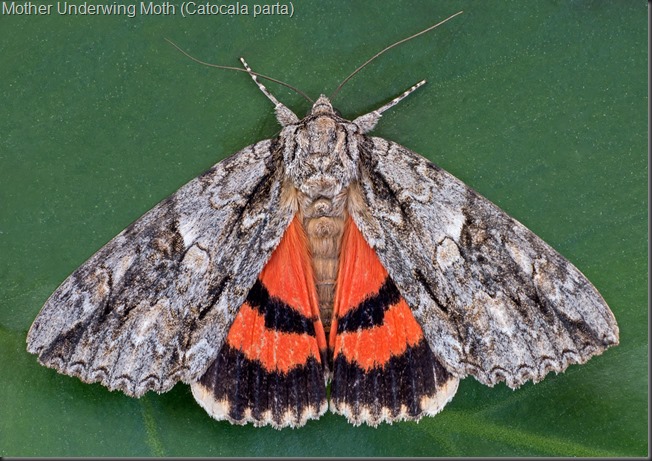 Mother Underwing Moth