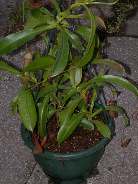 Myrlouuuuuuuuuu : Nepenthes !  DSCN1445