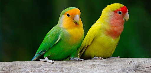 Lovebird Sounds