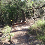 heading back down to the Two Creeks Track (130240)