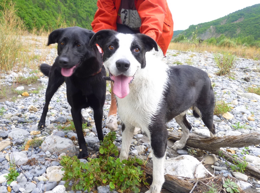 urgent - TIDJI - x border collie 10 ans -  des années de refuge -  Refuge de Digne (04) TIDJY%25252015%25252008%2525202015