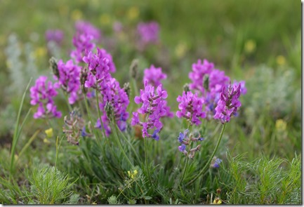 Wildflowers