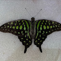 tailed jay