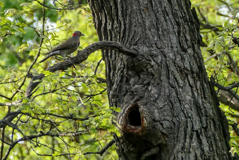 P1040207 Northern Flicker