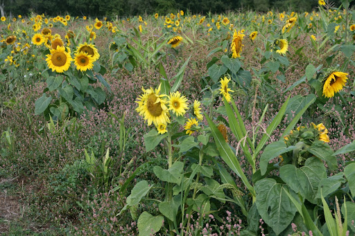 1008 070 Alton Circular, Hampshire, England Sunflowers