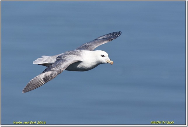 Bempton Cliffs RSPB - April