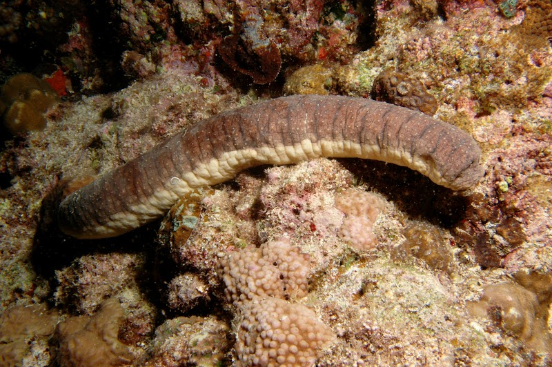 Holothuria edulis (gray form). Cape Maeda, Okinawa. Japan.