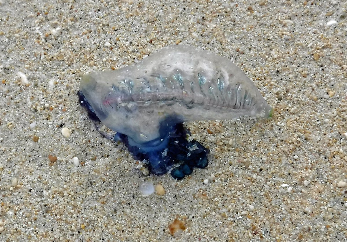 Portuguese Man of War