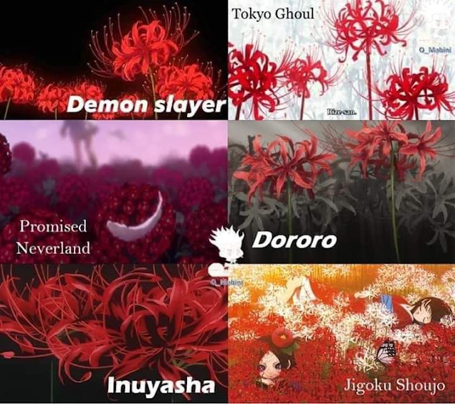 A flor vermelha popular nos animes: Lycoris Radiata - Sweet Magic