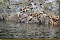 AK sea lions 1A