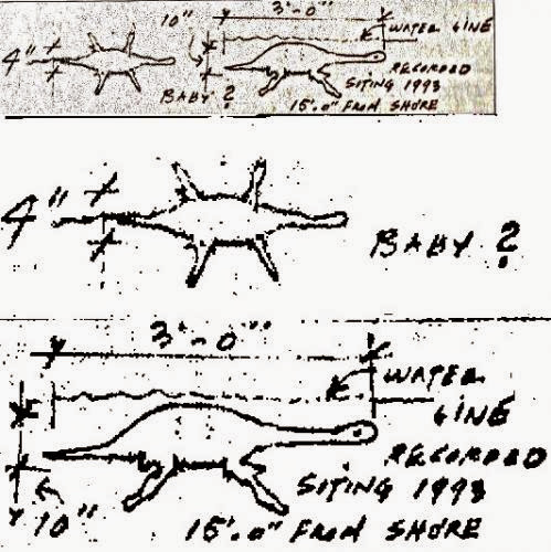 Lake Champlain Baby Plesiosaur Sighting