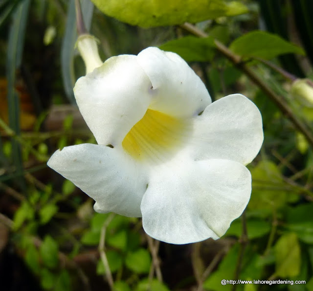 thunbergia erecta alba