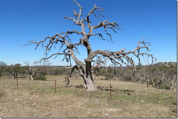 2019-1-28--farm-road-tree_thumb3