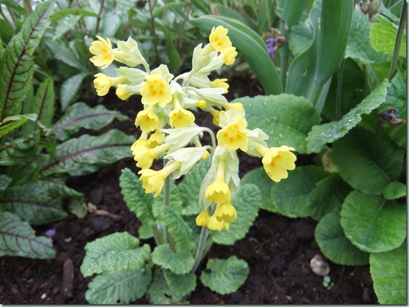 Primula veris