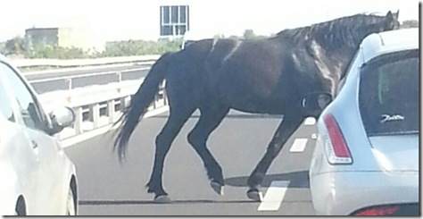 cavallo_autostrada