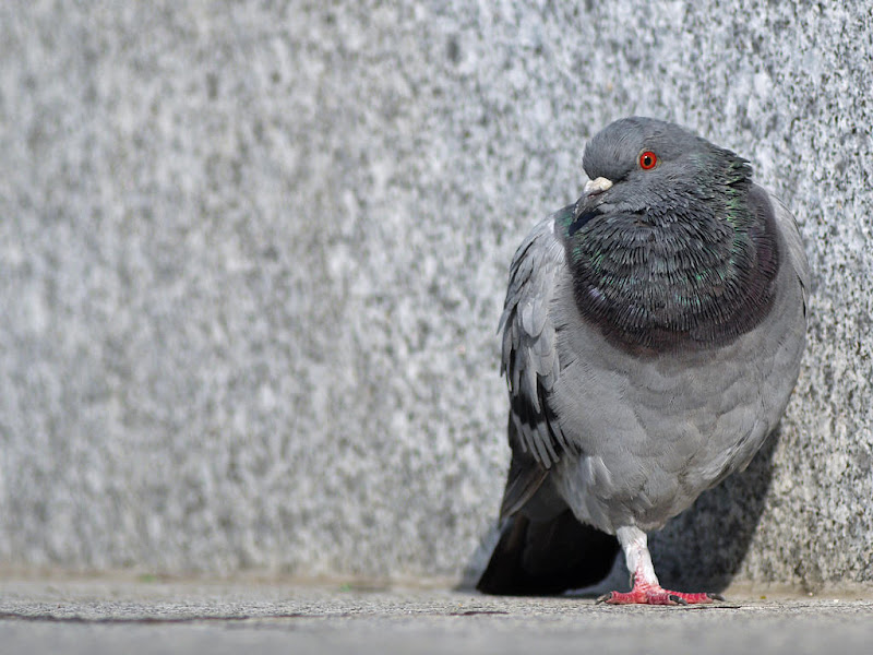 Pigeons de Bercy G1360542