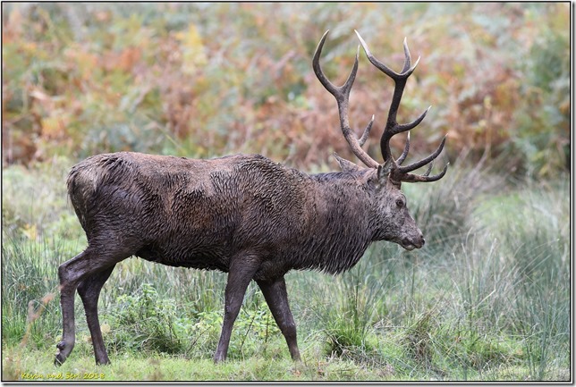 Bradgate Park D7200 X  07-10-2018 15-27-056