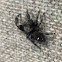 Jumping spider