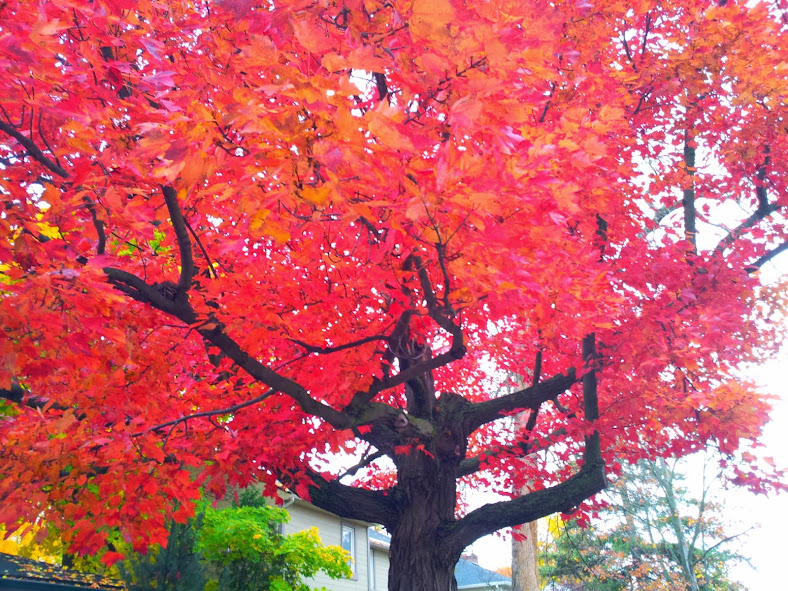 October colours on Ottawa maple trees 