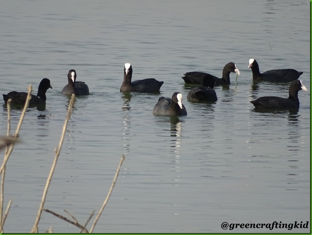 Common Coot