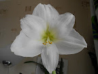  Секреты успеха. Амариллисы. HIPPEASTRUM DSCN1408