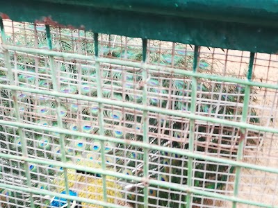 Photos of Dubai Zoo